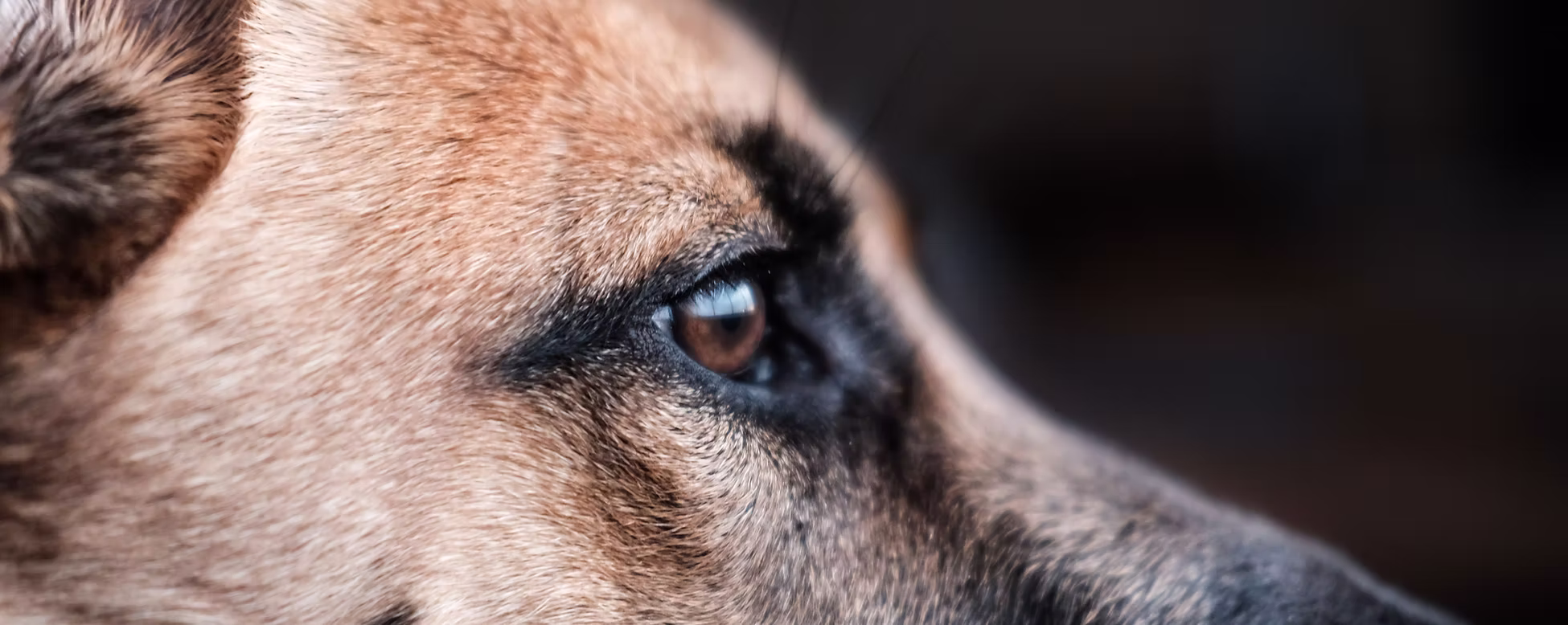 Supporting K-9s